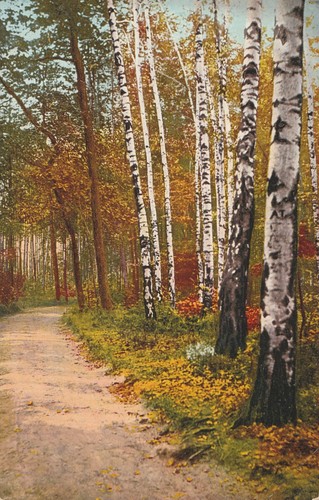 843 wald idyll birken - 65/843,