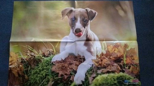 Tierposter hund junger whippet - hund,