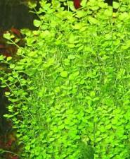 Wasserwald winterharte