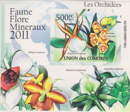 Blumen orchideen komoren - blumen,