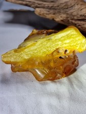 Schöner großer unbehandelter