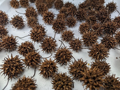 Amberbaum zapfen kugel - zapfen,