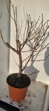Bonsai,  Birkenbaum, Sandbirke, Betula  pendula  im 1 Liter Topf