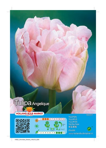 Tulpen - @,