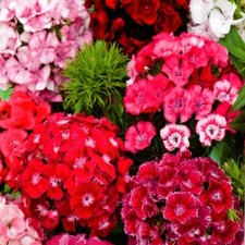 Bartnelken Bart Nelke Indianerteppich Dianthus Pflanzen 400 Samen Nr.332