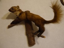 Tierpräparat Baummarder auf
