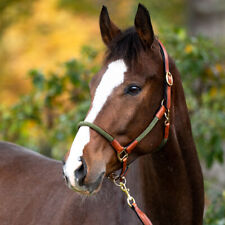 KAVALKADE Seil Halfter mit