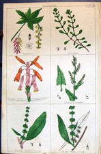 Old Barberry Purslane Aloe