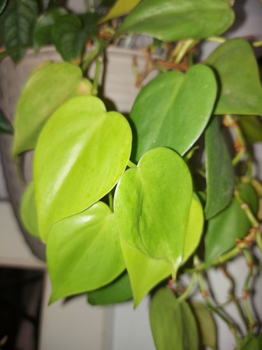 Philodendron lemon lime - ", "