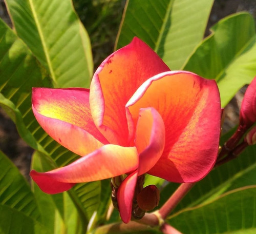 Frangipani plumeria orange - frangipani,