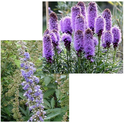 Blumen samen sparset - blumen,