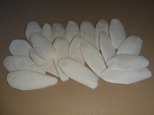 20 Sepiaschalen ( 10 - 12cm /