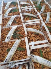 Frische Pfifferlinge 500 g