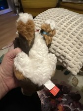 Berner Sennenhund, liegend