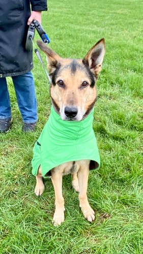 Wasserabweisender hundemantel - wasserabweisender,