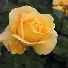 Edelrosen in vielen