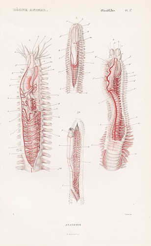 Wattwurm würmer wurm worms - würmer,