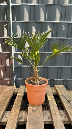 Trachycarpus wagnerianus