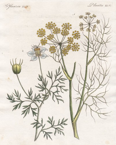 Fenchel fennel schwarzkümmel - fenchel,