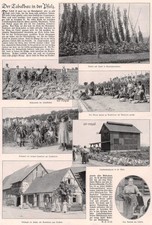 Tabak Anbau in der Pfalz - 1924 - Historischer Bildbericht ~22x32cm