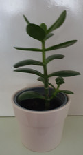 schöner ca 25 cm großer