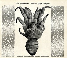 Einsiedlerkrebs genannt Palmendieb liebt Kokosnüsse Text+Bild von 1926