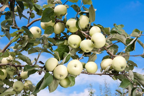 Malus weißer klarapfel - malus, 'weißer