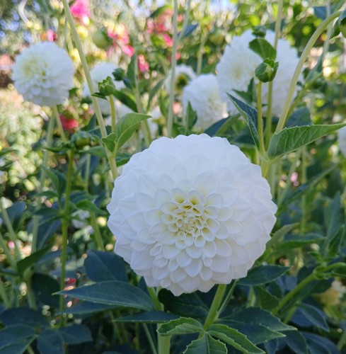 Blumensamen dahlien samen - dahlien,