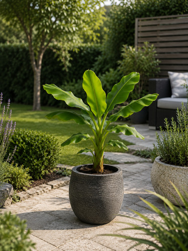 Musa bananenpflanze exotische - musa,
