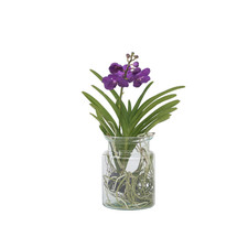 Plant in a Box  Vanda-Orchidee