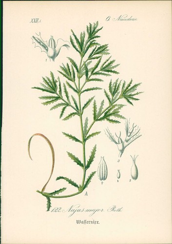 Chromolithographie - ,