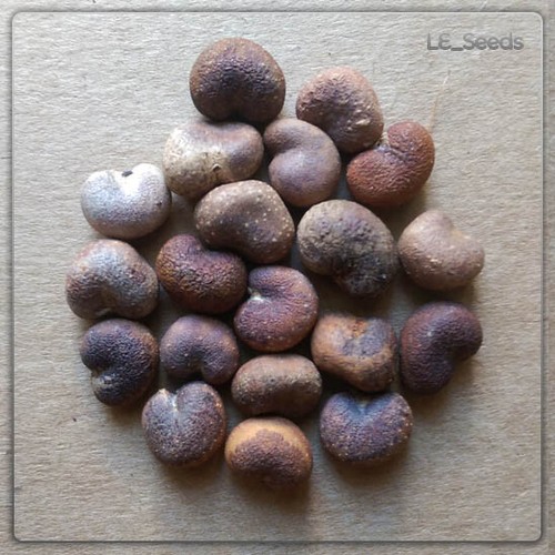 Baumsamen adansonia - 20,