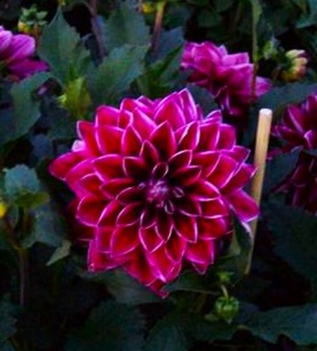 Dahlien - ,
