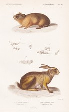 Lepus pusillus Hasen rabbits