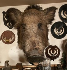 Keiler Präparat Wildschwein