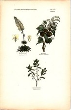 Antike Handkolorierte Lithographie Grafik 19 Jh. Pflanzen, Blumen