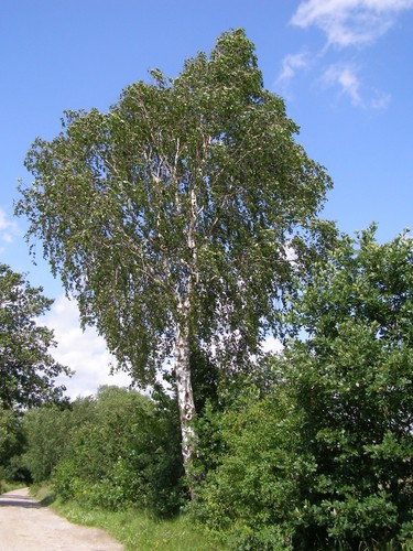Birke betula pendula 10 - -betula, 10.000