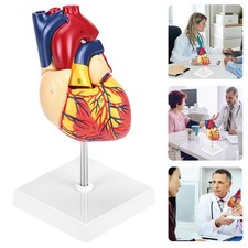 Herzmodell 1: 1 Anatomisches