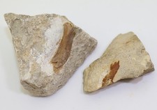 Knochen, Nothosaurus sp., Trias, Muschelkalk, Freyburg a.U., Deutschland -m166