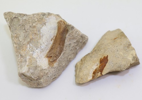 Knochen nothosaurus sp - nothosaurus,