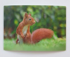 3D Postkarte Ansichtskarte Eichhörnchen