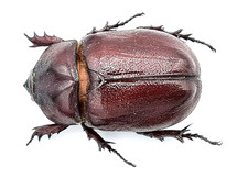 Dynastinae, Blabephorus