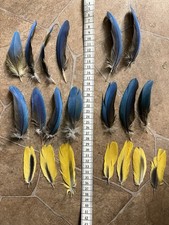 20 kurze Papageienfedern vom