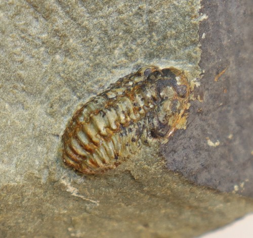 Trilobit acastoides - trilobit,,