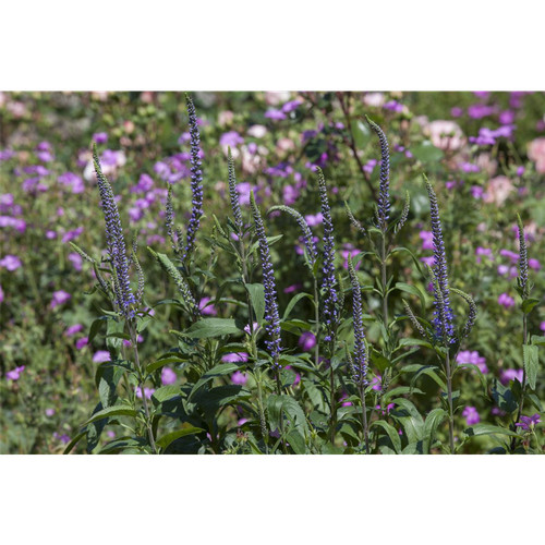 Veronica spicata ulster dwarf - 'ulster,