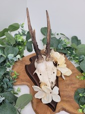 Rehbock Geweih Landhausstil