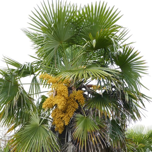 Chinese windmill palm - chinese,