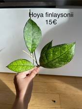 Hoya Finlaysonii