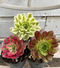 succulents live plants-Aeonium