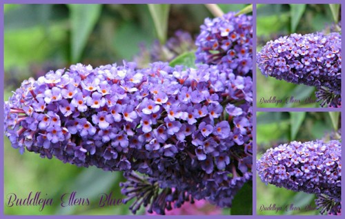 Buddleja ellens blue - ellens, 60/100